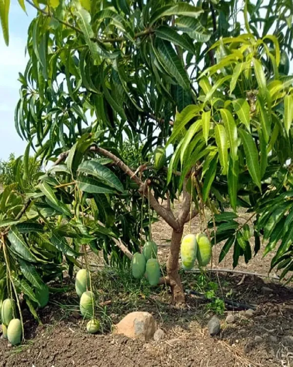 Langra_Mango_Plant_|_Grafted_High-Yield_Variety_|_Sweet_Aromatic_Fruits_|_Fast_Growing_|_Ideal_for_Pots_&_Gardens_|_Healthy_Live_Plant_Guaranteed