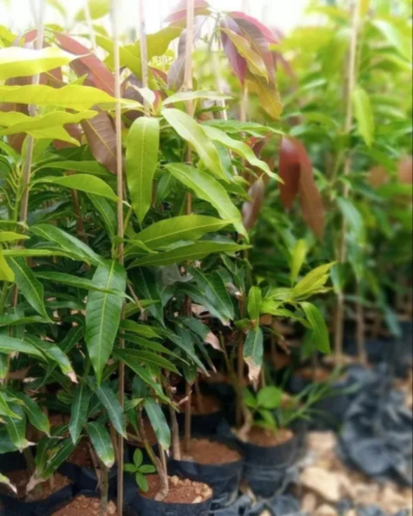 Langra_Mango_Plant_|_Grafted_High-Yield_Variety_|_Sweet_Aromatic_Fruits_|_Fast_Growing_|_Ideal_for_Pots_&_Gardens_|_Healthy_Live_Plant_Guaranteed