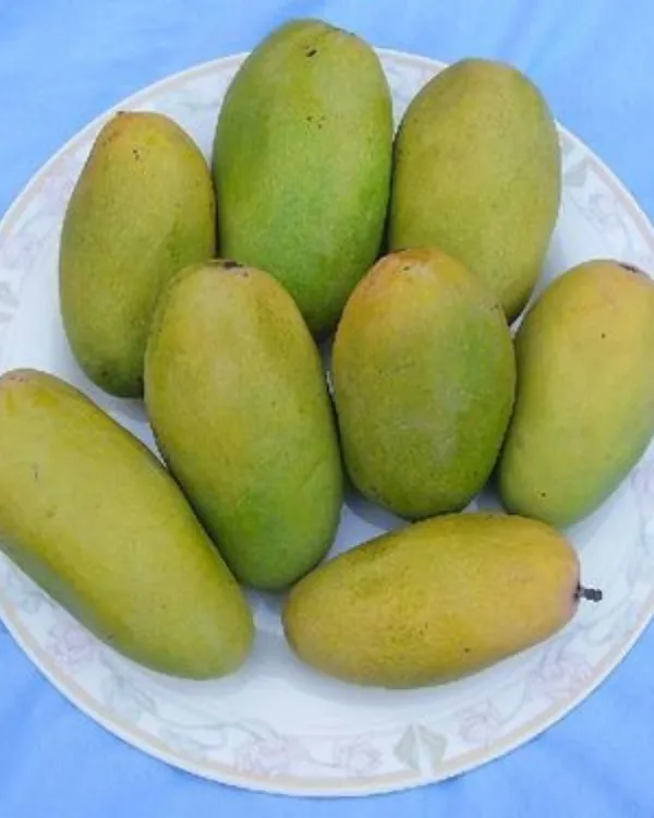 Langra_Mango_Plant_|_Grafted_High-Yield_Variety_|_Sweet_Aromatic_Fruits_|_Fast_Growing_|_Ideal_for_Pots_&_Gardens_|_Healthy_Live_Plant_Guaranteed