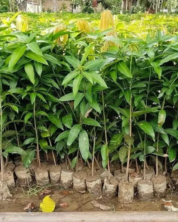 Langra_Mango_Plant_|_Grafted_High-Yield_Variety_|_Sweet_Aromatic_Fruits_|_Fast_Growing_|_Ideal_for_Pots_&_Gardens_|_Healthy_Live_Plant_Guaranteed