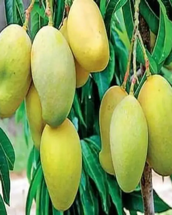 Langra_Mango_Plant_|_Grafted_High-Yield_Variety_|_Sweet_Aromatic_Fruits_|_Fast_Growing_|_Ideal_for_Pots_&_Gardens_|_Healthy_Live_Plant_Guaranteed