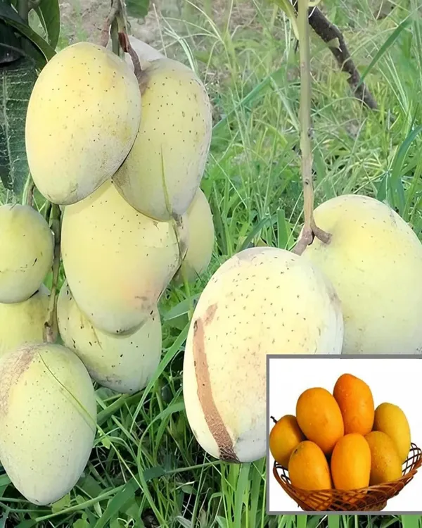 Gourmoti_Mango_Plant_|_Grafted_High-Yield_Variety_|_Sweet_Juicy_Fruits_|_Fast_Growing_|_Ideal_for_Pots_&_Gardens_|_Healthy_Live_Plant_Guaranteed