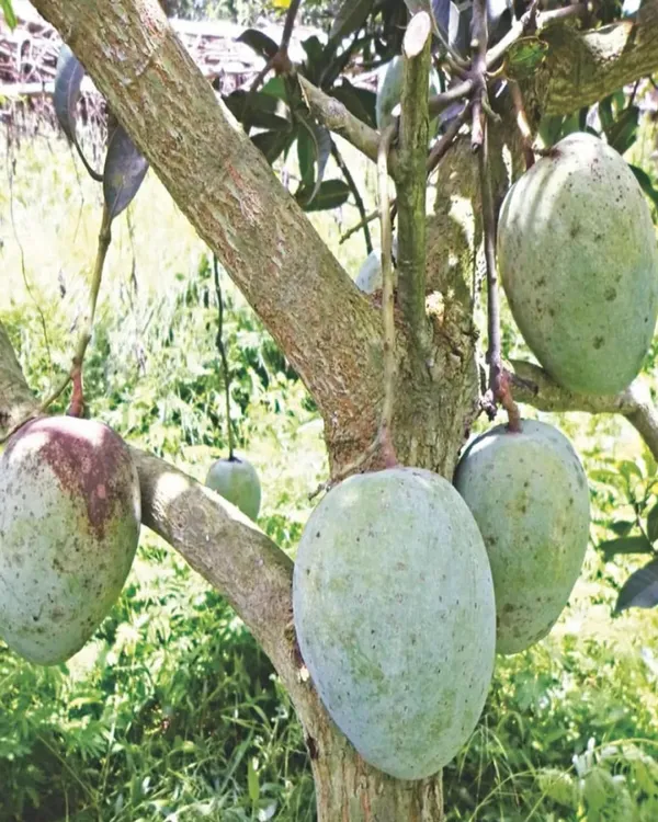 Gourmoti_Mango_Plant_|_Grafted_High-Yield_Variety_|_Sweet_Juicy_Fruits_|_Fast_Growing_|_Ideal_for_Pots_&_Gardens_|_Healthy_Live_Plant_Guaranteed