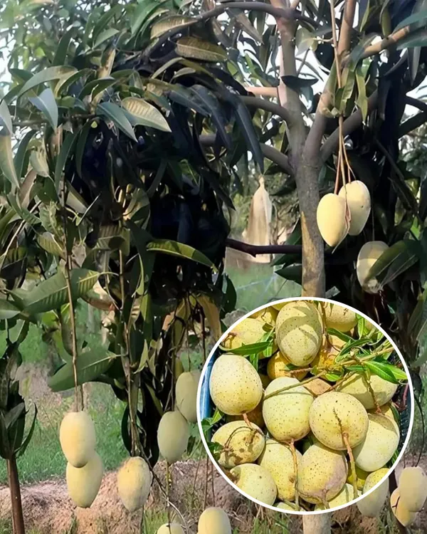 Gourmoti_Mango_Plant_|_Grafted_High-Yield_Variety_|_Sweet_Juicy_Fruits_|_Fast_Growing_|_Ideal_for_Pots_&_Gardens_|_Healthy_Live_Plant_Guaranteed