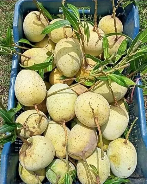 Gourmoti_Mango_Plant_|_Grafted_High-Yield_Variety_|_Sweet_Juicy_Fruits_|_Fast_Growing_|_Ideal_for_Pots_&_Gardens_|_Healthy_Live_Plant_Guaranteed