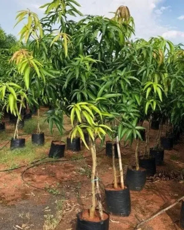 Haribhanga_Mango_Plant_|_Grafted_High-Yield_Variety_|_Sweet_Fragrant_Fruits_|_Fast_Growing_|_Ideal_for_Pots_&_Gardens_|_Healthy_Live_Plant_Guaranteed