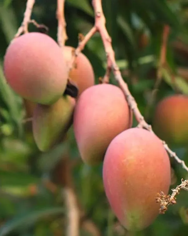 Haribhanga_Mango_Plant_|_Grafted_High-Yield_Variety_|_Sweet_Fragrant_Fruits_|_Fast_Growing_|_Ideal_for_Pots_&_Gardens_|_Healthy_Live_Plant_Guaranteed