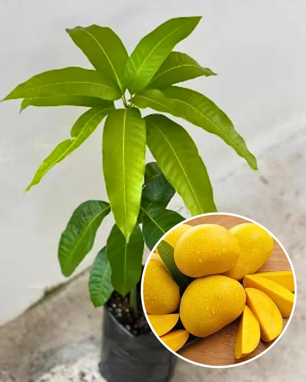 Haribhanga_Mango_Plant_|_Grafted_High-Yield_Variety_|_Sweet_Fragrant_Fruits_|_Fast_Growing_|_Ideal_for_Pots_&_Gardens_|_Healthy_Live_Plant_Guaranteed