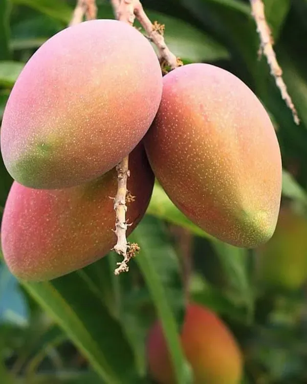 Haribhanga_Mango_Plant_|_Grafted_High-Yield_Variety_|_Sweet_Fragrant_Fruits_|_Fast_Growing_|_Ideal_for_Pots_&_Gardens_|_Healthy_Live_Plant_Guaranteed