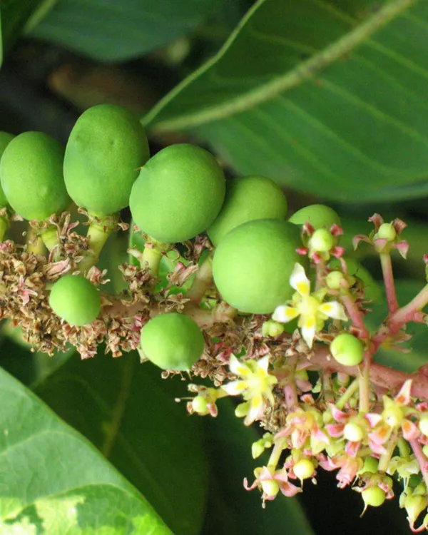 Haribhanga_Mango_Plant_|_Grafted_High-Yield_Variety_|_Sweet_Fragrant_Fruits_|_Fast_Growing_|_Ideal_for_Pots_&_Gardens_|_Healthy_Live_Plant_Guaranteed
