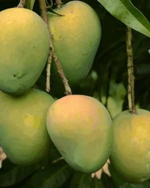 Haribhanga_Mango_Plant_|_Grafted_High-Yield_Variety_|_Sweet_Fragrant_Fruits_|_Fast_Growing_|_Ideal_for_Pots_&_Gardens_|_Healthy_Live_Plant_Guaranteed
