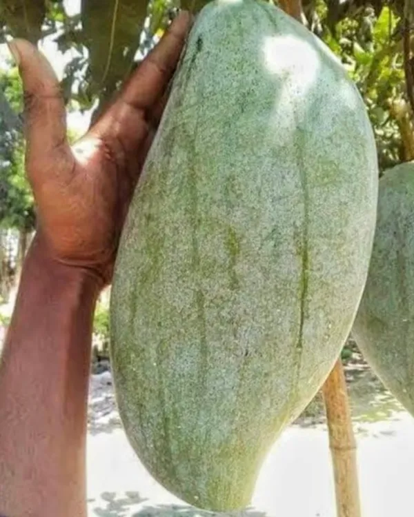 Brunei_King_Mango_Plant_|_Grafted_High-Yield_Variety_|_Extra_Sweet_Juicy_Fruits_|_Fast_Growing_|_Ideal_for_Pots_&_Gardens_|_Healthy_Live_Plant_Guaranteed