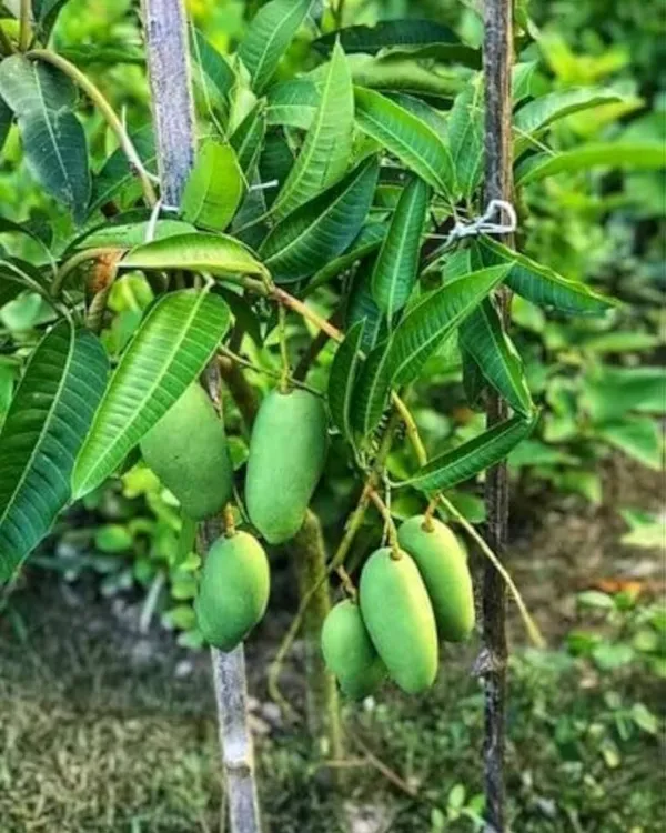 Brunei_King_Mango_Plant_|_Grafted_High-Yield_Variety_|_Extra_Sweet_Juicy_Fruits_|_Fast_Growing_|_Ideal_for_Pots_&_Gardens_|_Healthy_Live_Plant_Guaranteed