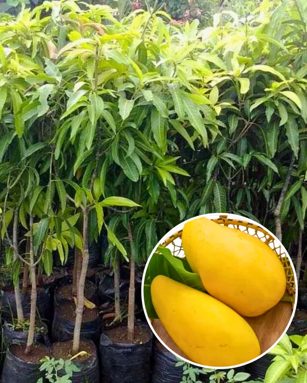 Brunei_King_Mango_Plant_|_Grafted_High-Yield_Variety_|_Extra_Sweet_Juicy_Fruits_|_Fast_Growing_|_Ideal_for_Pots_&_Gardens_|_Healthy_Live_Plant_Guaranteed