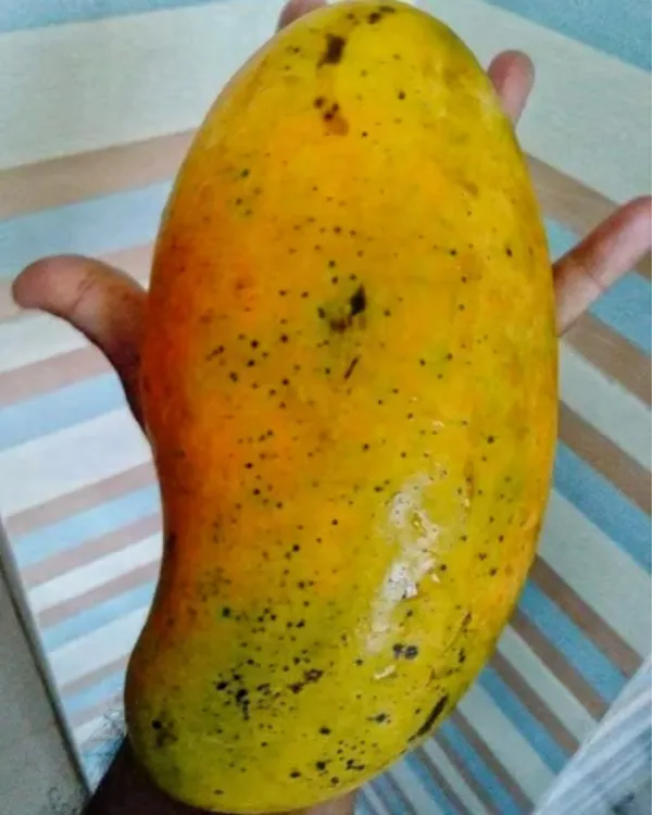 Brunei_King_Mango_Plant_|_Grafted_High-Yield_Variety_|_Extra_Sweet_Juicy_Fruits_|_Fast_Growing_|_Ideal_for_Pots_&_Gardens_|_Healthy_Live_Plant_Guaranteed