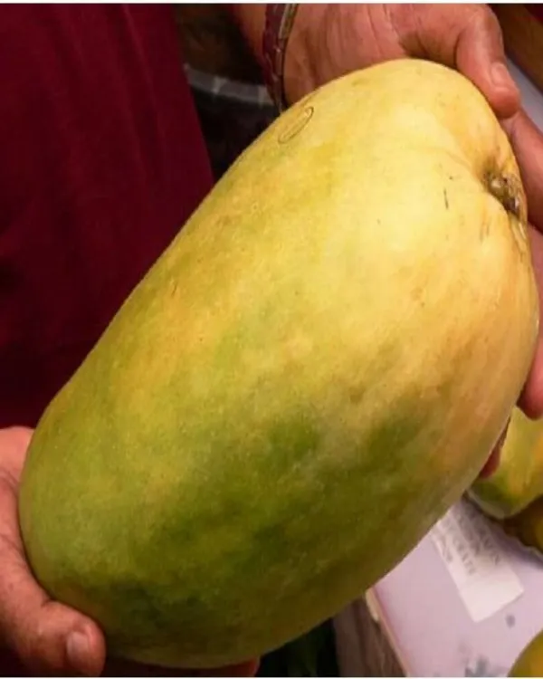 Brunei_King_Mango_Plant_|_Grafted_High-Yield_Variety_|_Extra_Sweet_Juicy_Fruits_|_Fast_Growing_|_Ideal_for_Pots_&_Gardens_|_Healthy_Live_Plant_Guaranteed