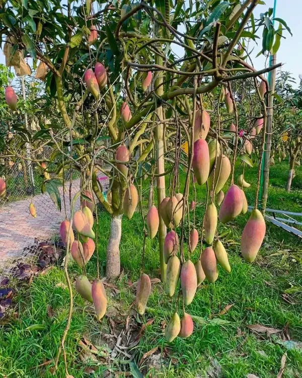 Brunei_King_Mango_Plant_|_Grafted_High-Yield_Variety_|_Extra_Sweet_Juicy_Fruits_|_Fast_Growing_|_Ideal_for_Pots_&_Gardens_|_Healthy_Live_Plant_Guaranteed