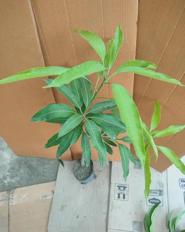 Arunika_Mango_Plant_|_Grafted_High-Yield_Variety_|_Sweet_Aromatic_Fruits_|_Fast_Growing_|_Ideal_for_Pots_&_Gardens_|_Healthy_Live_Plant_Guaranteed