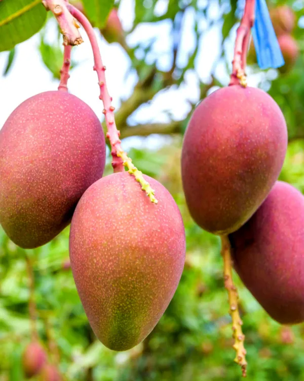 Arunika_Mango_Plant_|_Grafted_High-Yield_Variety_|_Sweet_Aromatic_Fruits_|_Fast_Growing_|_Ideal_for_Pots_&_Gardens_|_Healthy_Live_Plant_Guaranteed