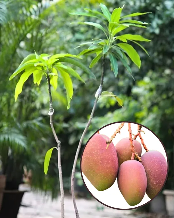 Arunika_Mango_Plant_|_Grafted_High-Yield_Variety_|_Sweet_Aromatic_Fruits_|_Fast_Growing_|_Ideal_for_Pots_&_Gardens_|_Healthy_Live_Plant_Guaranteed
