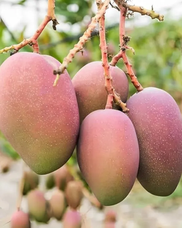 Arunika_Mango_Plant_|_Grafted_High-Yield_Variety_|_Sweet_Aromatic_Fruits_|_Fast_Growing_|_Ideal_for_Pots_&_Gardens_|_Healthy_Live_Plant_Guaranteed
