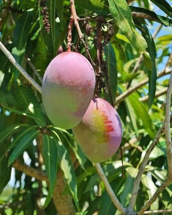 Arunika_Mango_Plant_|_Grafted_High-Yield_Variety_|_Sweet_Aromatic_Fruits_|_Fast_Growing_|_Ideal_for_Pots_&_Gardens_|_Healthy_Live_Plant_Guaranteed