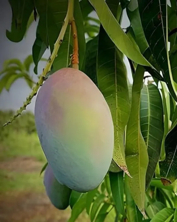 Arunima_Mango_Plant_|_Grafted_High-Yield_Variety_|_Sweet_Fiberless_Fruits_|_Fast_Growing_|_Ideal_for_Pots_&_Gardens_|_Healthy_Live_Plant_Guaranteed