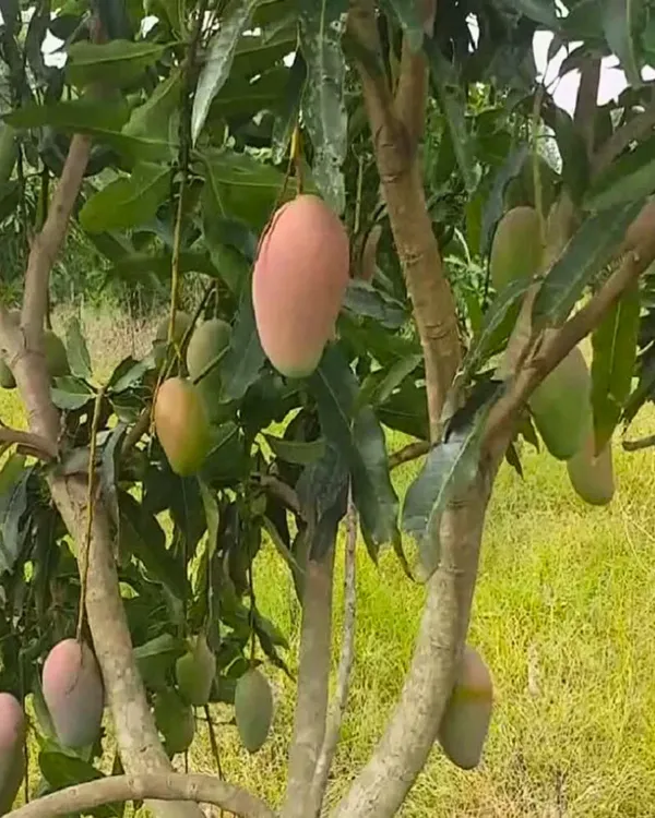 Arunima_Mango_Plant_|_Grafted_High-Yield_Variety_|_Sweet_Fiberless_Fruits_|_Fast_Growing_|_Ideal_for_Pots_&_Gardens_|_Healthy_Live_Plant_Guaranteed