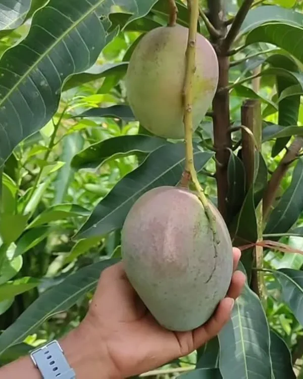 Arunima_Mango_Plant_|_Grafted_High-Yield_Variety_|_Sweet_Fiberless_Fruits_|_Fast_Growing_|_Ideal_for_Pots_&_Gardens_|_Healthy_Live_Plant_Guaranteed