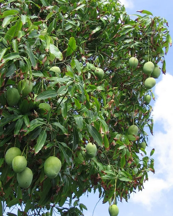 Arunima_Mango_Plant_|_Grafted_High-Yield_Variety_|_Sweet_Fiberless_Fruits_|_Fast_Growing_|_Ideal_for_Pots_&_Gardens_|_Healthy_Live_Plant_Guaranteed