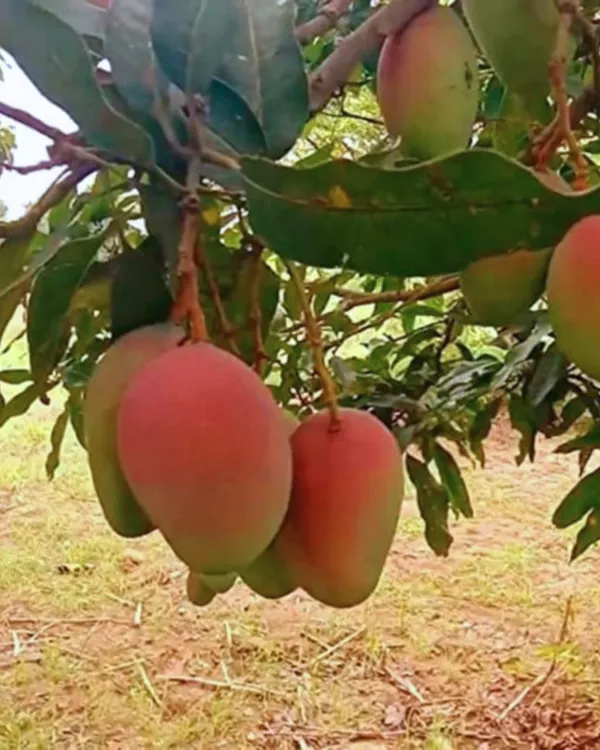 Arunima_Mango_Plant_|_Grafted_High-Yield_Variety_|_Sweet_Fiberless_Fruits_|_Fast_Growing_|_Ideal_for_Pots_&_Gardens_|_Healthy_Live_Plant_Guaranteed