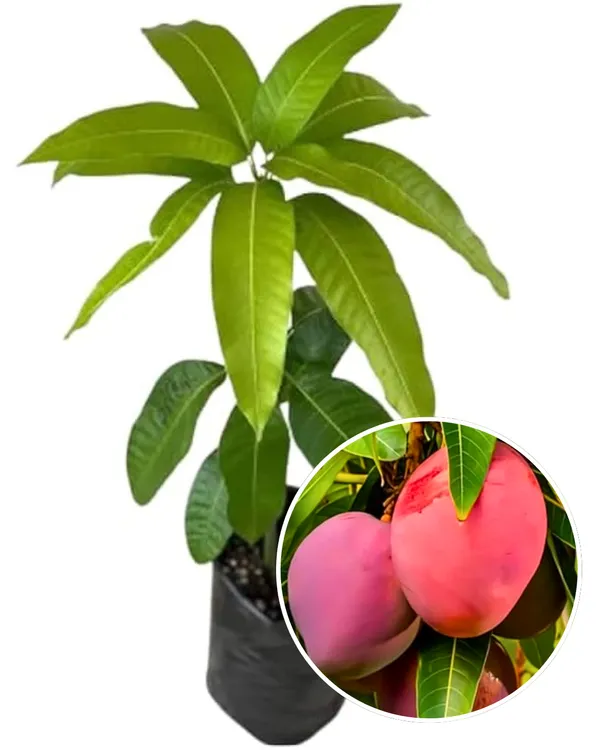 Arunima_Mango_Plant_|_Grafted_High-Yield_Variety_|_Sweet_Fiberless_Fruits_|_Fast_Growing_|_Ideal_for_Pots_&_Gardens_|_Healthy_Live_Plant_Guaranteed