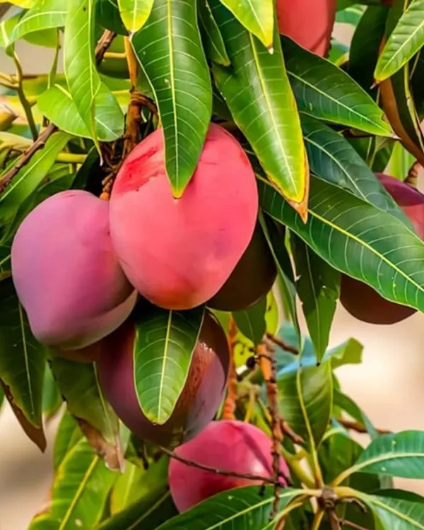 Arunima_Mango_Plant_|_Grafted_High-Yield_Variety_|_Sweet_Fiberless_Fruits_|_Fast_Growing_|_Ideal_for_Pots_&_Gardens_|_Healthy_Live_Plant_Guaranteed