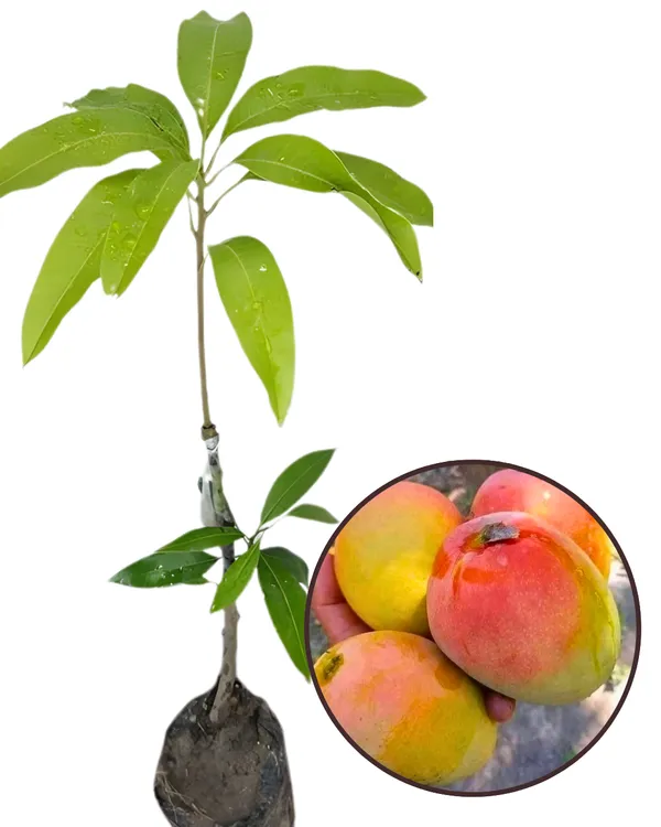 Ambika_Mango_Plant_|_Grafted_High-Yield_Variety_|_Sweet_Fiberless_Fruits_|_Fast_Growing_|_Ideal_for_Pots_&_Gardens_|_Healthy_Live_Plant_Guaranteed
