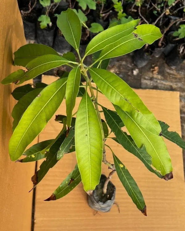 Ambika_Mango_Plant_|_Grafted_High-Yield_Variety_|_Sweet_Fiberless_Fruits_|_Fast_Growing_|_Ideal_for_Pots_&_Gardens_|_Healthy_Live_Plant_Guaranteed