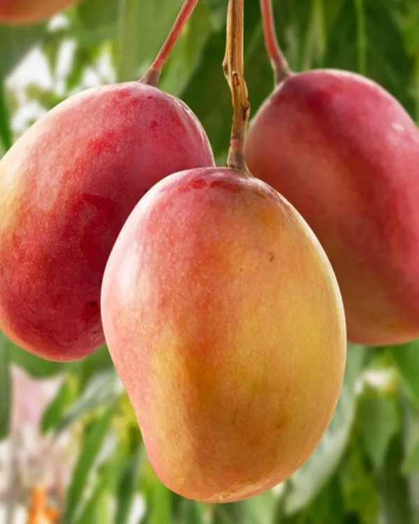 Ambika_Mango_Plant_|_Grafted_High-Yield_Variety_|_Sweet_Fiberless_Fruits_|_Fast_Growing_|_Ideal_for_Pots_&_Gardens_|_Healthy_Live_Plant_Guaranteed