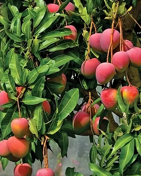 Ambika_Mango_Plant_|_Grafted_High-Yield_Variety_|_Sweet_Fiberless_Fruits_|_Fast_Growing_|_Ideal_for_Pots_&_Gardens_|_Healthy_Live_Plant_Guaranteed