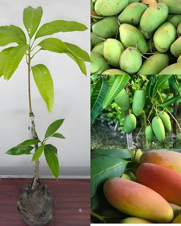 Ambika_Mango_Plant_|_Grafted_High-Yield_Variety_|_Sweet_Fiberless_Fruits_|_Fast_Growing_|_Ideal_for_Pots_&_Gardens_|_Healthy_Live_Plant_Guaranteed