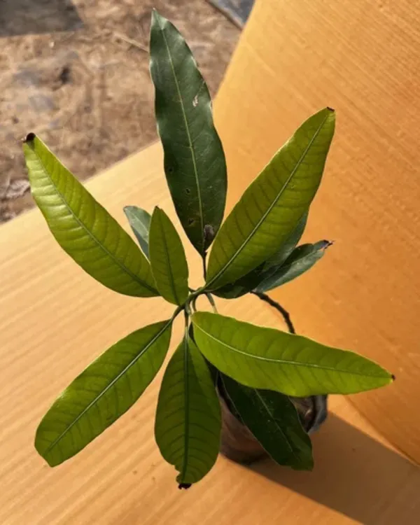 Ambika_Mango_Plant_|_Grafted_High-Yield_Variety_|_Sweet_Fiberless_Fruits_|_Fast_Growing_|_Ideal_for_Pots_&_Gardens_|_Healthy_Live_Plant_Guaranteed