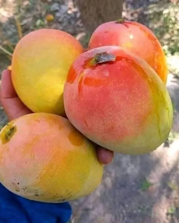Ambika_Mango_Plant_|_Grafted_High-Yield_Variety_|_Sweet_Fiberless_Fruits_|_Fast_Growing_|_Ideal_for_Pots_&_Gardens_|_Healthy_Live_Plant_Guaranteed