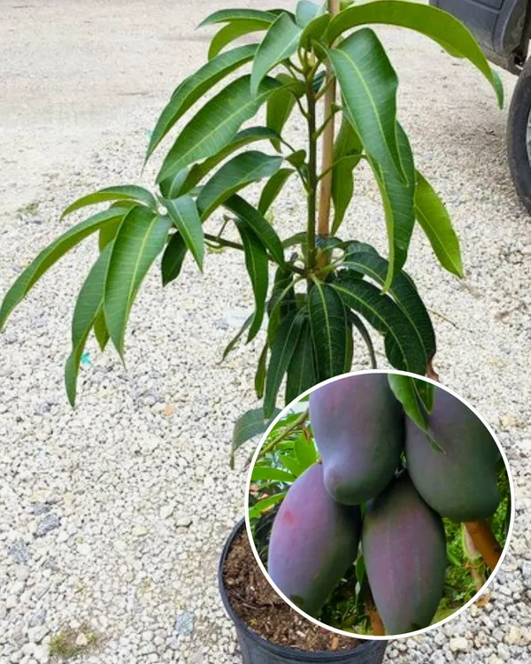 Lalima_Mango_Plant_|_Grafted_High-Yield_Variety_|_Sweet_Aromatic_Fruits_|_Fast_Growing_|_Ideal_for_Pots_&_Gardens_|_Healthy_Live_Plant_Guaranteed