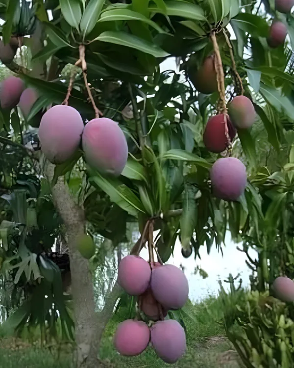 Lalima_Mango_Plant_|_Grafted_High-Yield_Variety_|_Sweet_Aromatic_Fruits_|_Fast_Growing_|_Ideal_for_Pots_&_Gardens_|_Healthy_Live_Plant_Guaranteed
