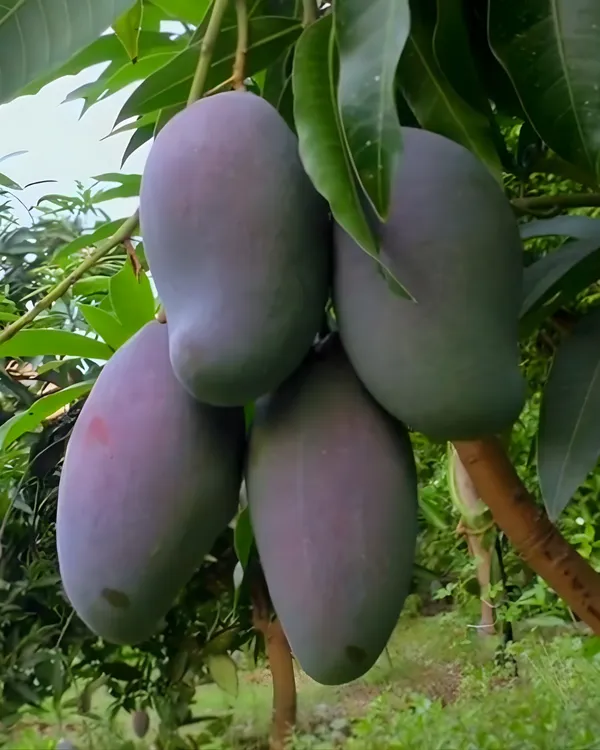 Lalima_Mango_Plant_|_Grafted_High-Yield_Variety_|_Sweet_Aromatic_Fruits_|_Fast_Growing_|_Ideal_for_Pots_&_Gardens_|_Healthy_Live_Plant_Guaranteed