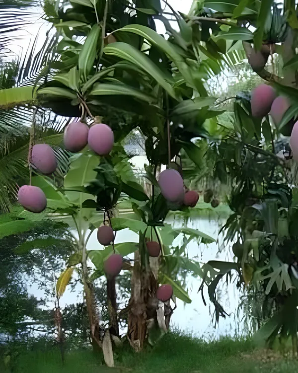 Lalima_Mango_Plant_|_Grafted_High-Yield_Variety_|_Sweet_Aromatic_Fruits_|_Fast_Growing_|_Ideal_for_Pots_&_Gardens_|_Healthy_Live_Plant_Guaranteed
