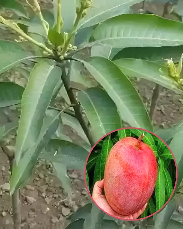Shrestha_Mango_Plant_|_Grafted_High-Yield_Variety_|_Sweet_Fiberless_Fruits_|_Fast_Growing_|_Ideal_for_Pots_&_Gardens_|_Healthy_Live_Plant_Guaranteed