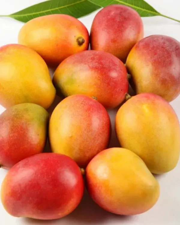 Shrestha_Mango_Plant_|_Grafted_High-Yield_Variety_|_Sweet_Fiberless_Fruits_|_Fast_Growing_|_Ideal_for_Pots_&_Gardens_|_Healthy_Live_Plant_Guaranteed