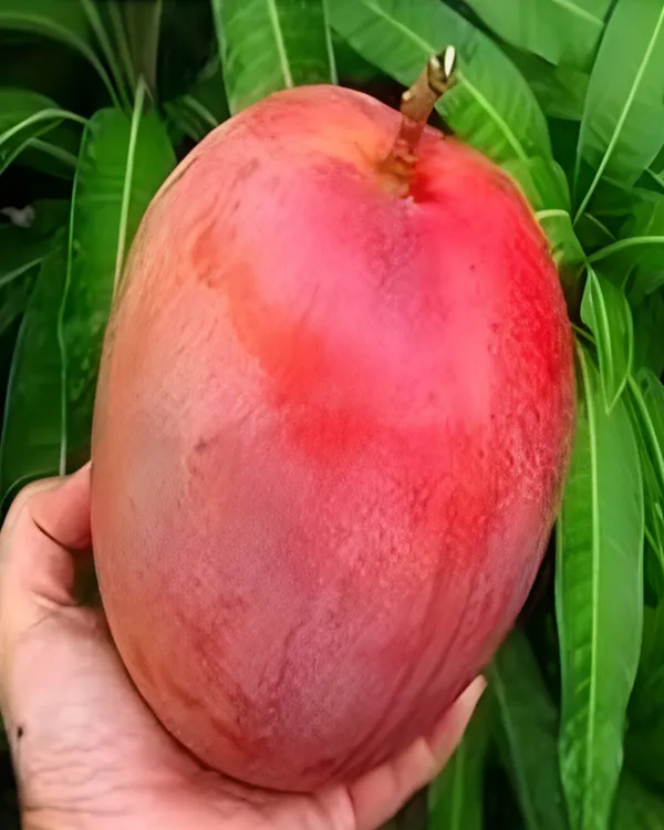 Shrestha_Mango_Plant_|_Grafted_High-Yield_Variety_|_Sweet_Fiberless_Fruits_|_Fast_Growing_|_Ideal_for_Pots_&_Gardens_|_Healthy_Live_Plant_Guaranteed