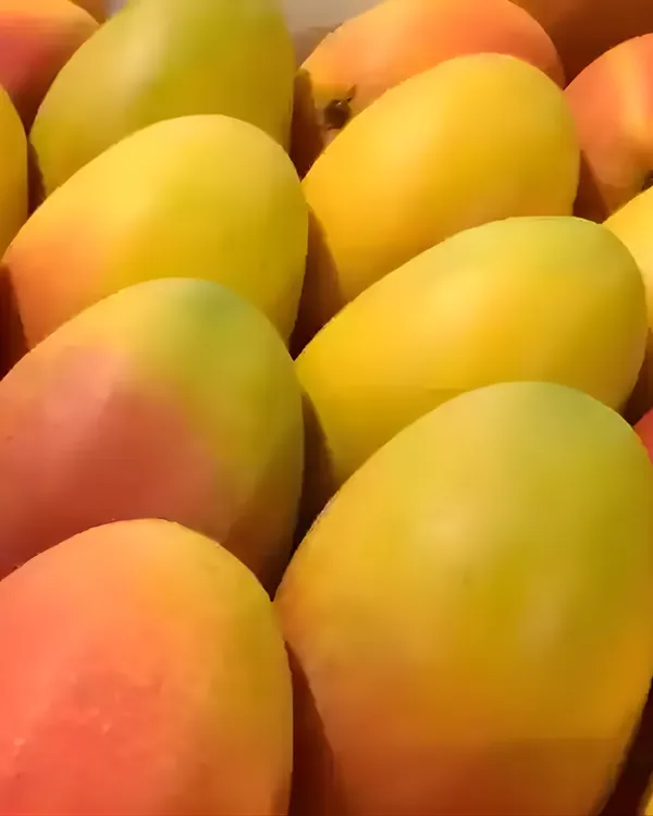 Shrestha_Mango_Plant_|_Grafted_High-Yield_Variety_|_Sweet_Fiberless_Fruits_|_Fast_Growing_|_Ideal_for_Pots_&_Gardens_|_Healthy_Live_Plant_Guaranteed