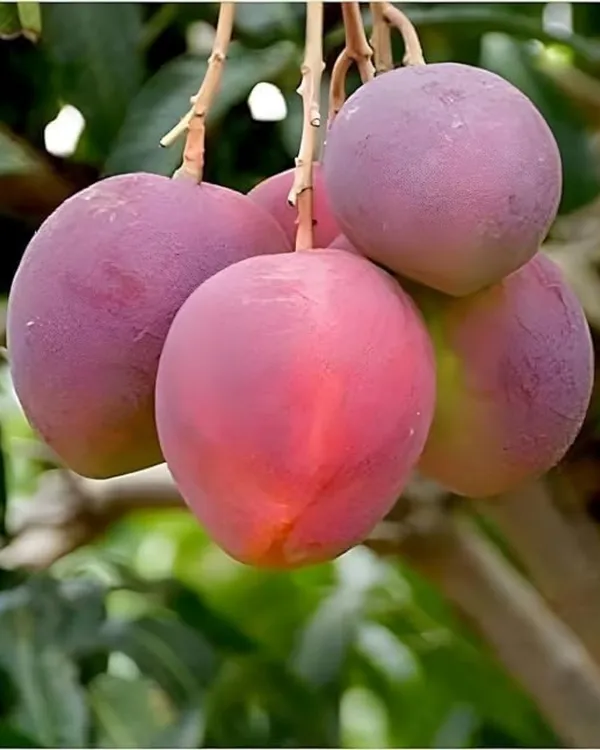 Pratibha_Mango_Plant_|_Grafted_High-Yield_Variety_|_Sweet_Aromatic_Fruits_|_Fast_Growing_|_Ideal_for_Pots_&_Gardens_|_Healthy_Live_Plant_Guaranteed