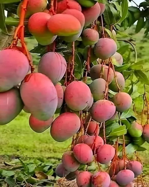 Pratibha_Mango_Plant_|_Grafted_High-Yield_Variety_|_Sweet_Aromatic_Fruits_|_Fast_Growing_|_Ideal_for_Pots_&_Gardens_|_Healthy_Live_Plant_Guaranteed